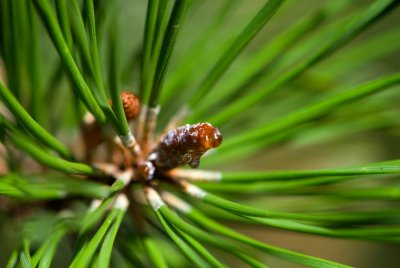 Pinus contorta - borovice pokroucená - pupen